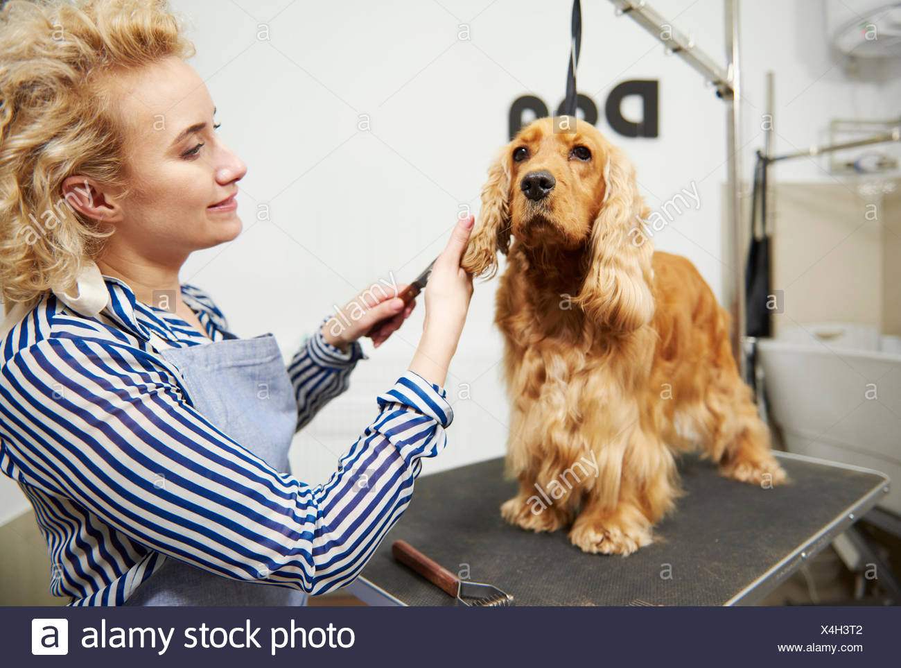 cocker spaniel ear grooming