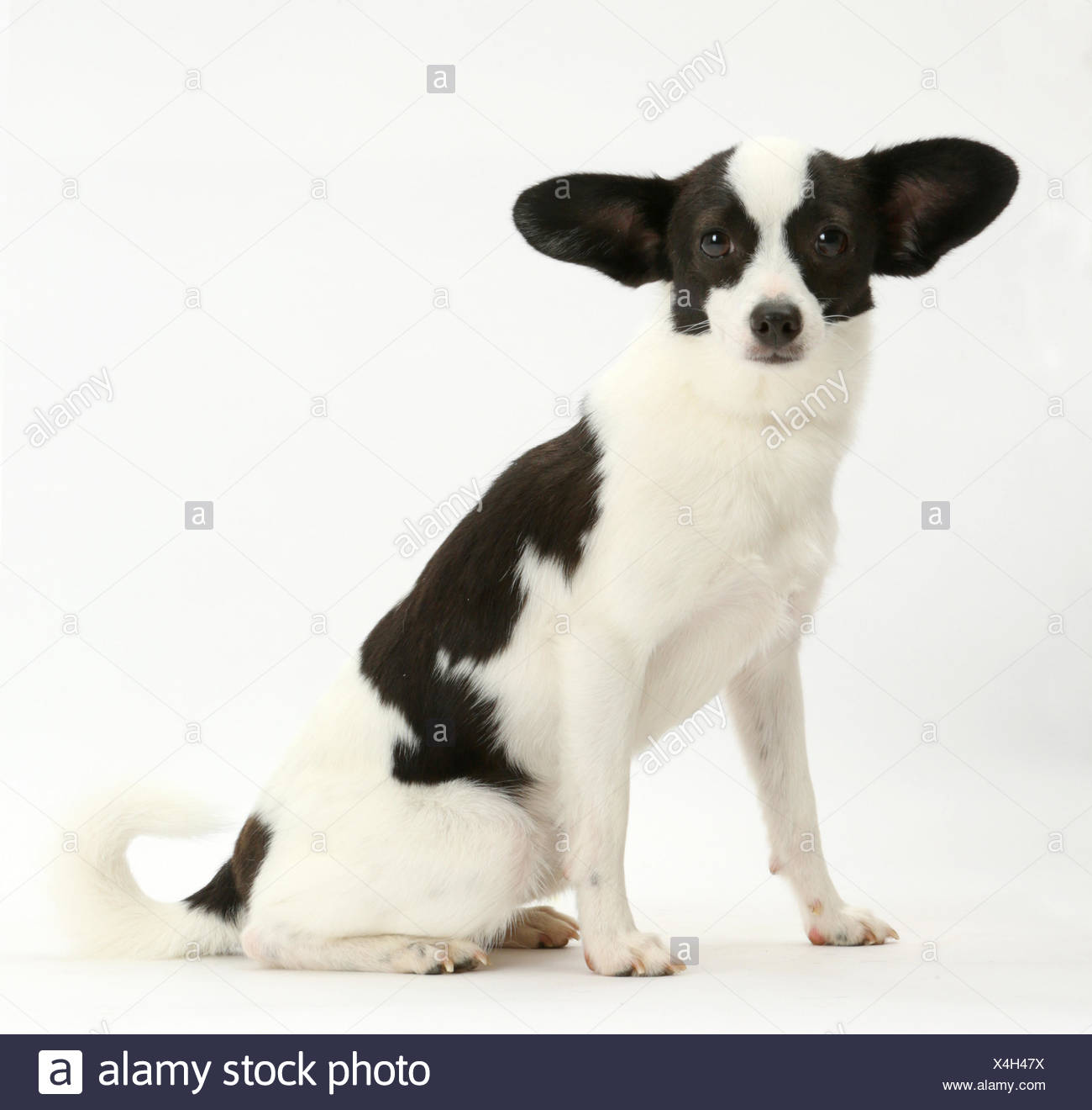 papillon jack russell mix for sale