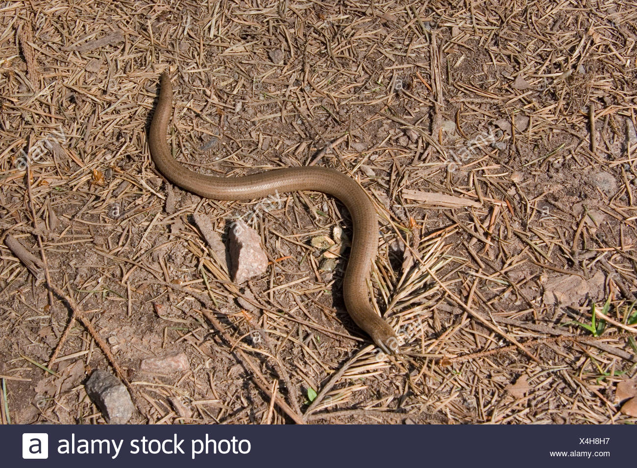 Blind Worm Stock Photos & Blind Worm Stock Images - Alamy