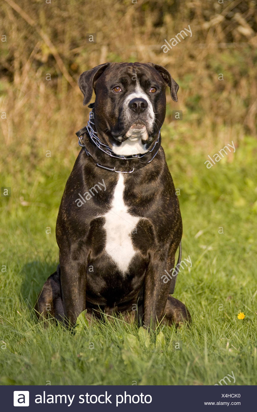 Bulldog misturado com rottweiler Clearance