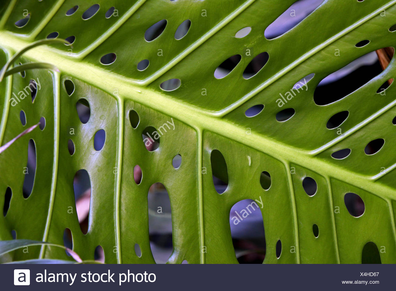 Ceriman Swiss Cheese Plant Split Leaf Philodendron Window Leaf