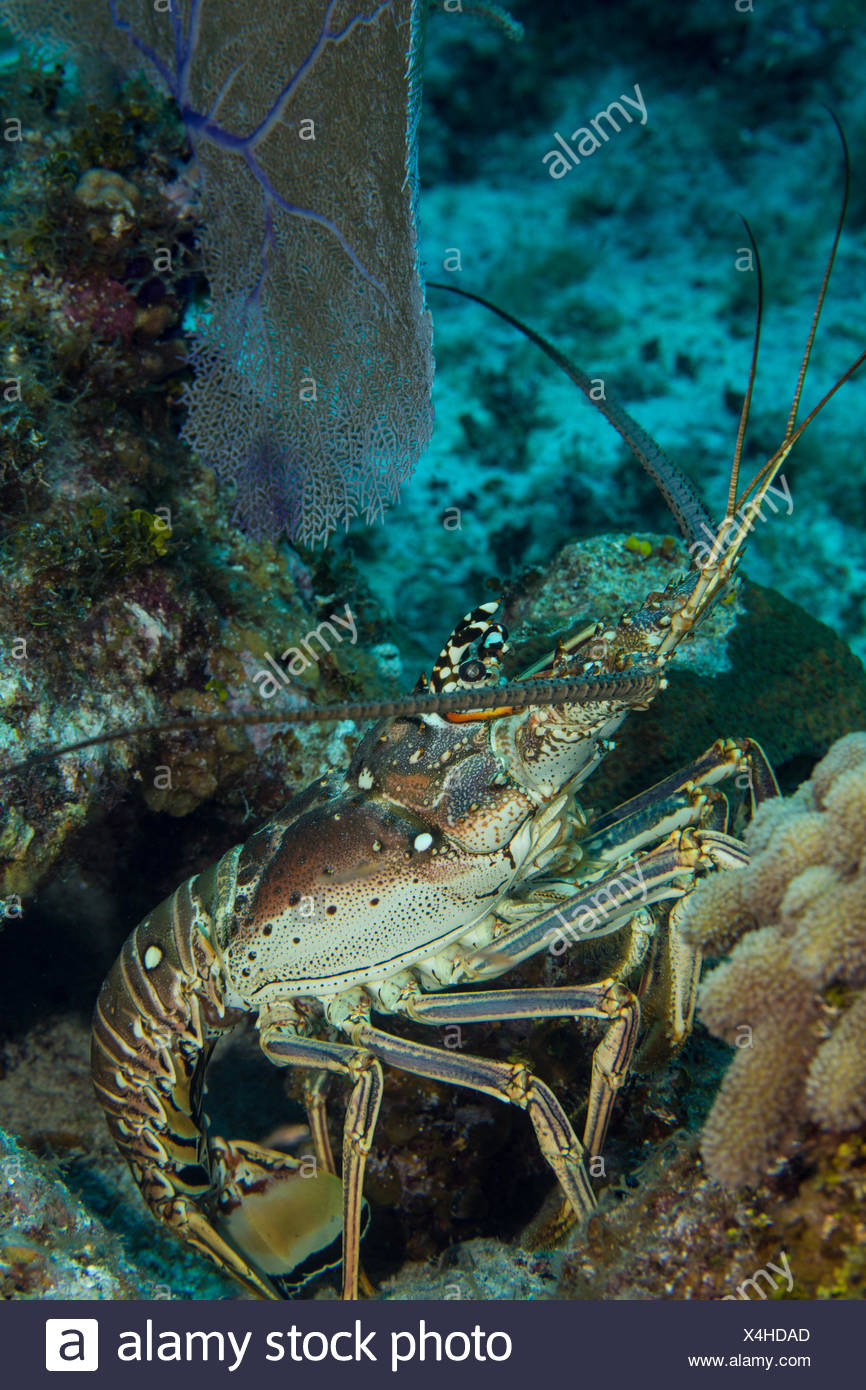 Lobster Horns High Resolution Stock Photography and Images - Alamy