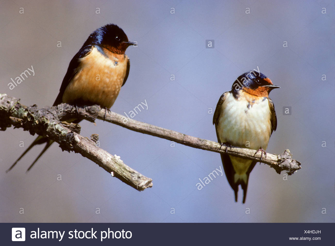 Male And Female Barn Swallows Hirundo Rustica Perching Near