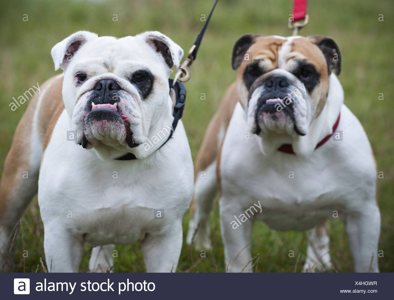 fawn and white english bulldog