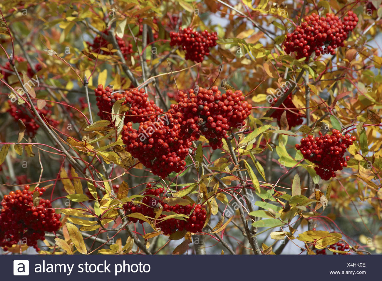 What Fruit Trees Grow In Nova Scotia Fruit Trees