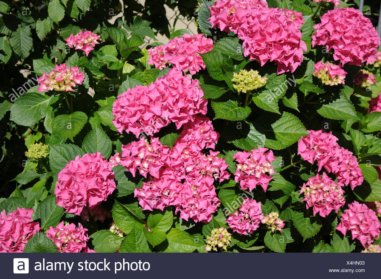 Hortensie Hydrangea Macrophylla Bauernhortensie High Resolution Stock ...