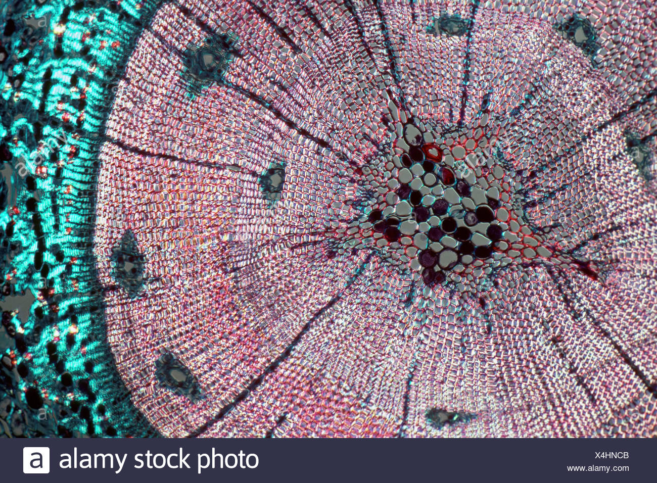 Cross Section Tree Cell High Resolution Stock Photography and Images ...