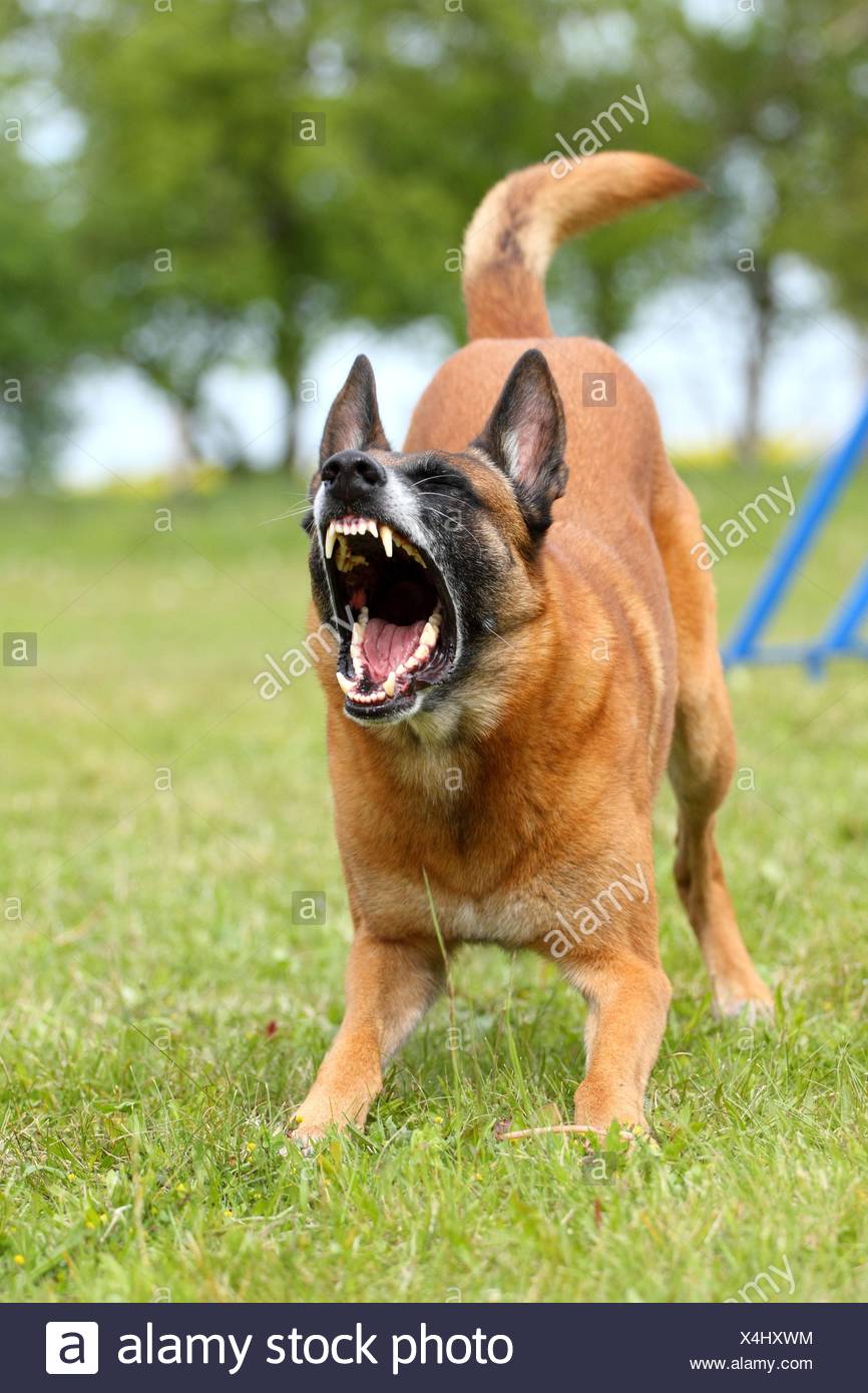 Barking Dogs Stock Photos & Barking Dogs Stock Images - Alamy Barking Dogs Stock P