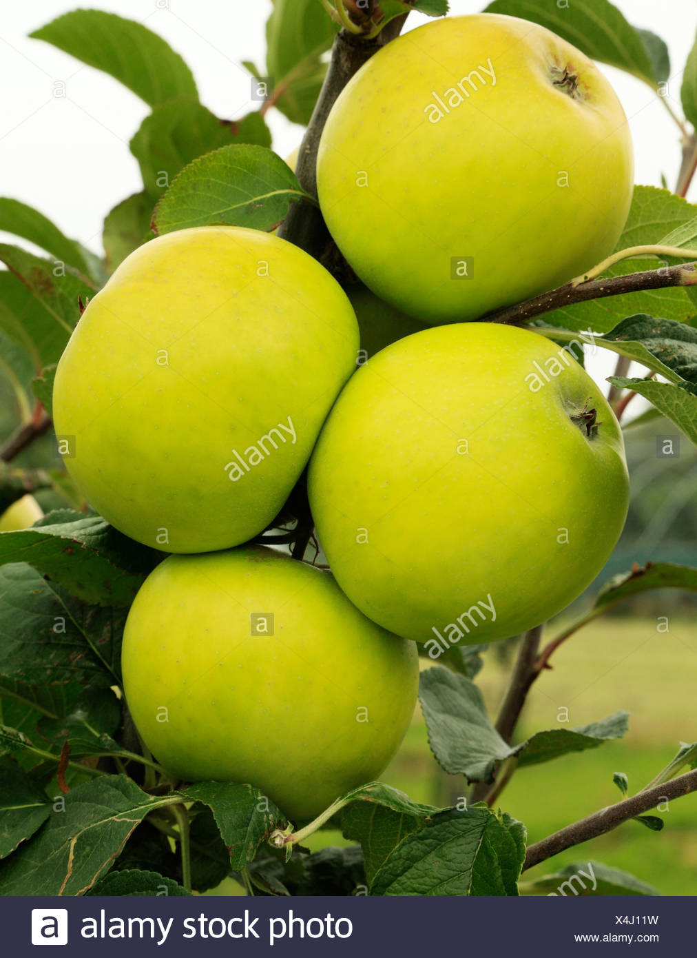 Golden Apple High Resolution Stock Photography And Images Alamy