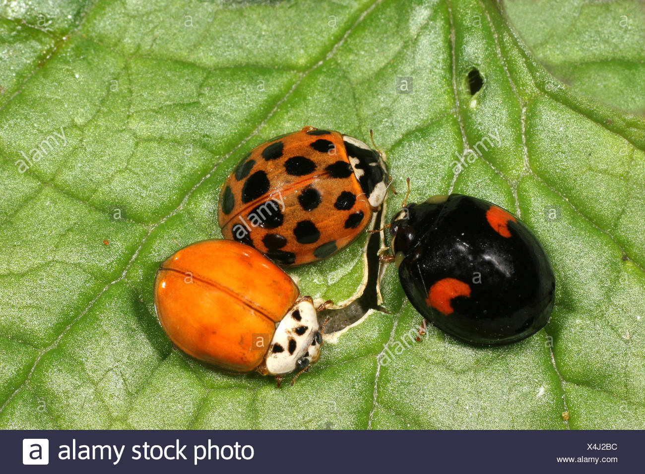 Harlequin Ladybird Harmonia Axyridis 3 Different Colour Forms Stock Photo Alamy