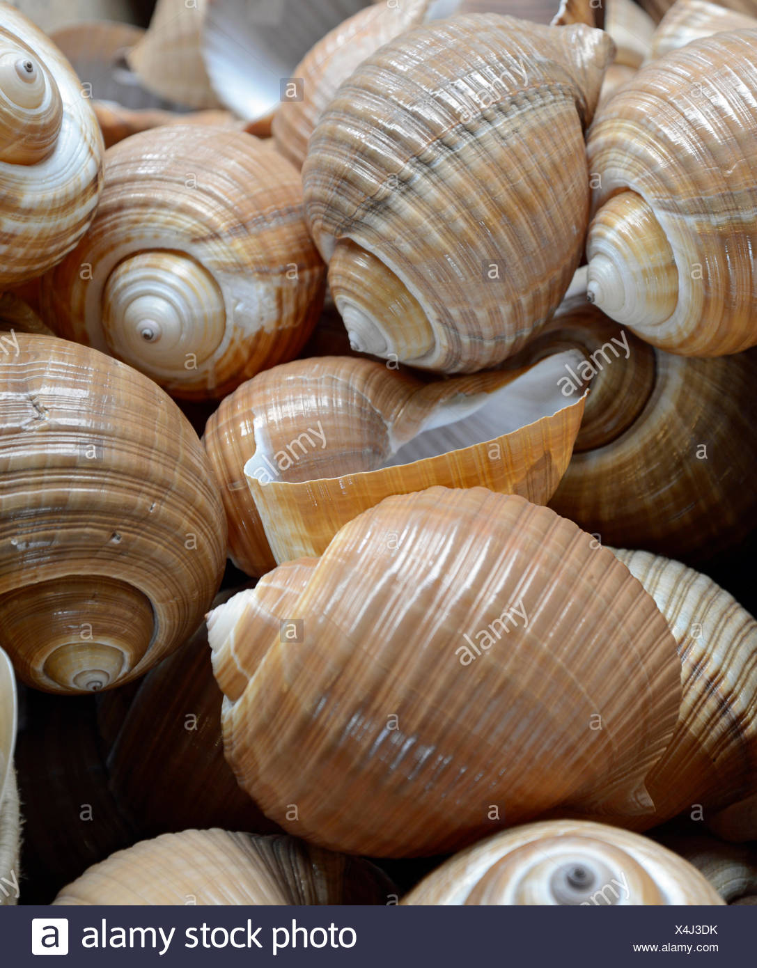 Meeresschnecken Meeresschnecke Schnecke Schnecke Schneckenhaus Schneckenhauser Tier Tiere Meer Souvenir Souvenirs Stock Photo Alamy