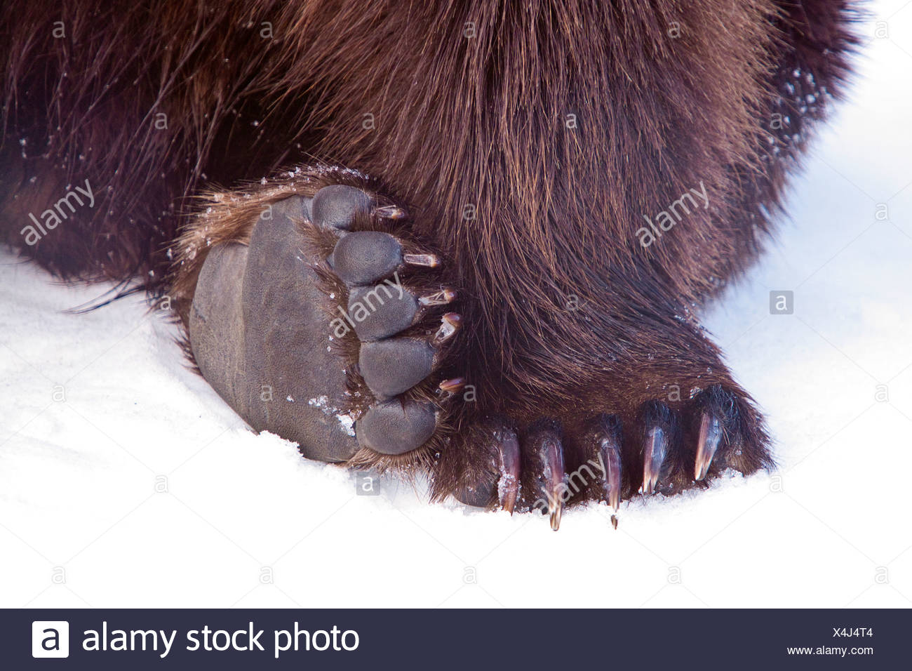Bear High Resolution Stock Photography and Images Alamy