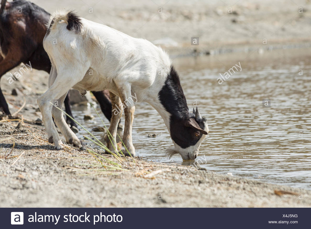 goats drinking water stock photos goats drinking water stock