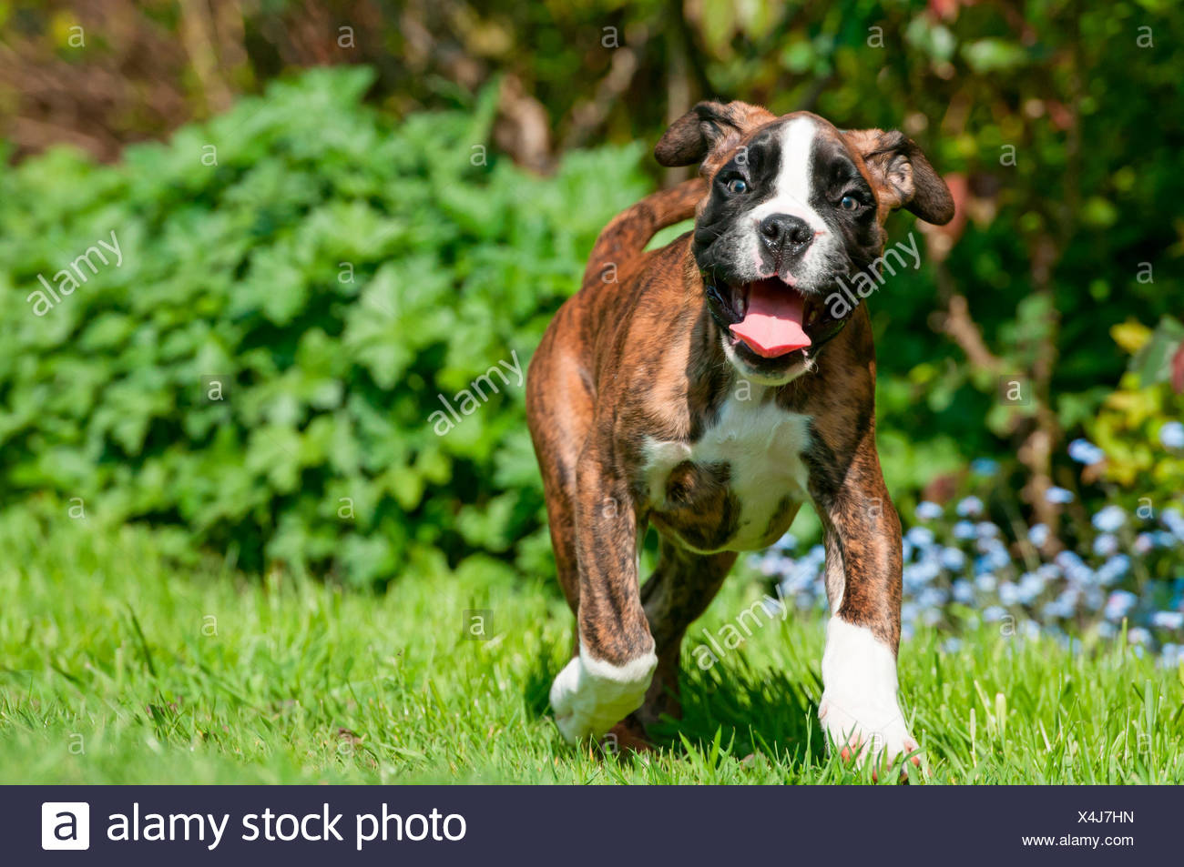 9 week old boxer puppy