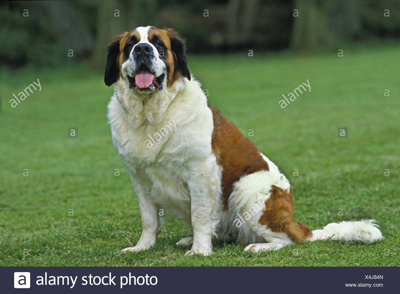 Saint Bernard Rescue Stock Photos & Saint Bernard Rescue Stock Images
