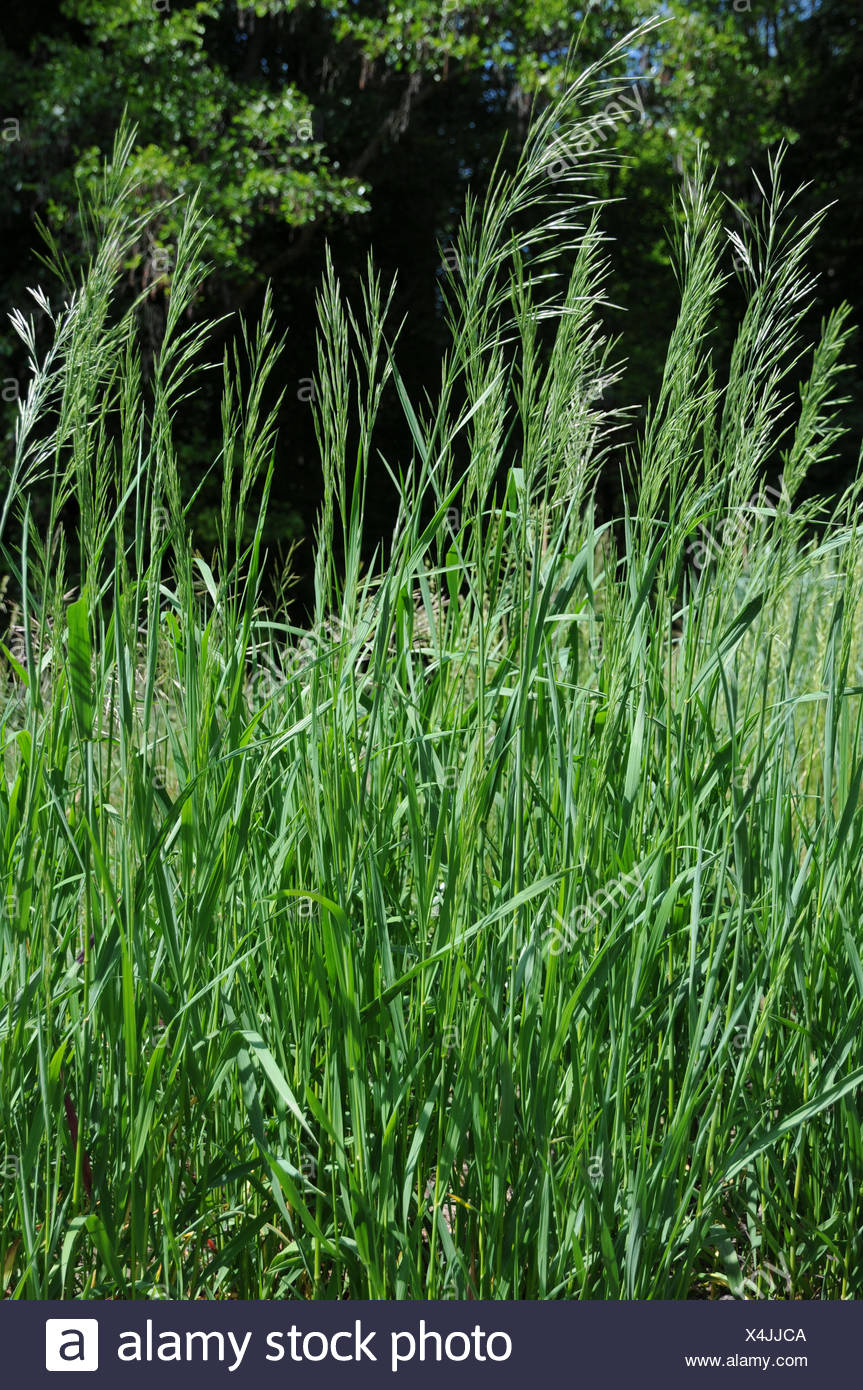 Brome Grass High Resolution Stock Photography and Images Alamy
