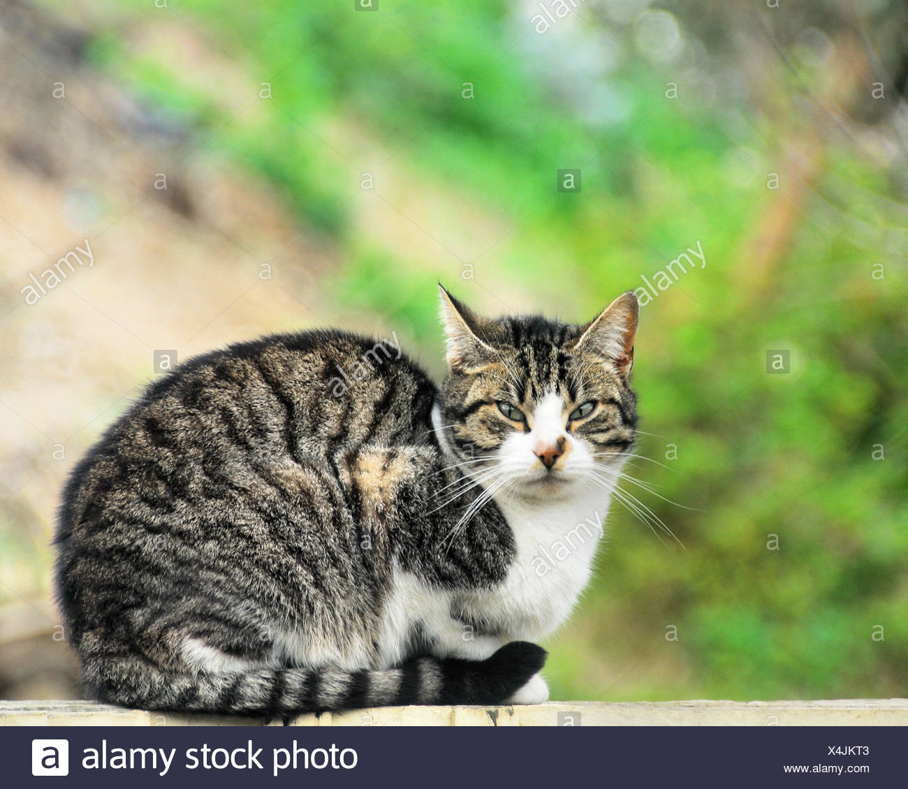 Portrait of sweet tabby cat Stock Photo