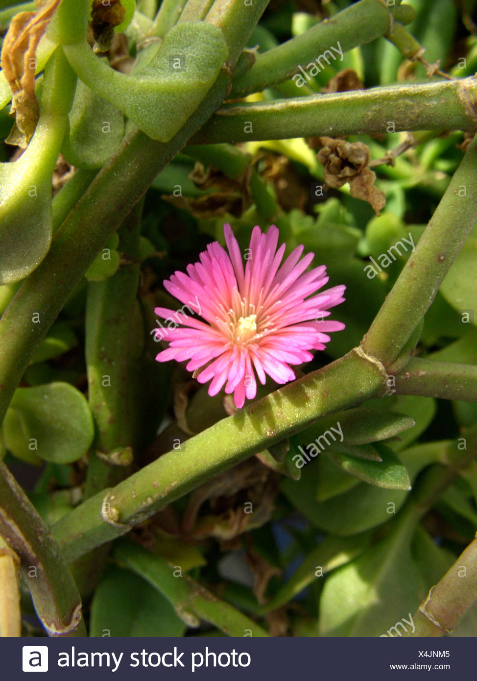 Baby Sun Rose High Resolution Stock Photography and Images Alamy
