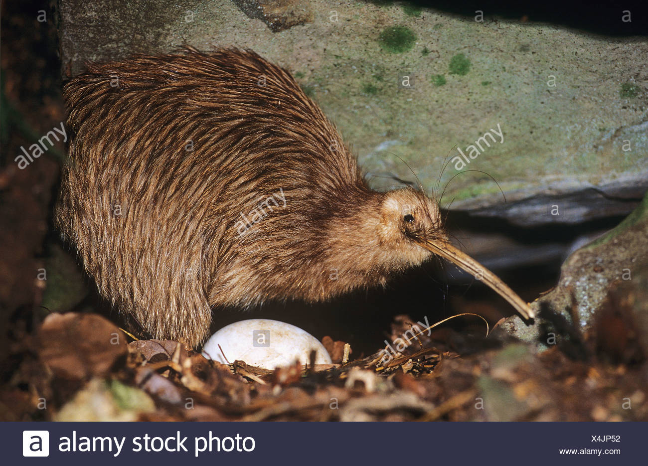 Kiwi Bird Egg High Resolution Stock Photography and Images Alamy