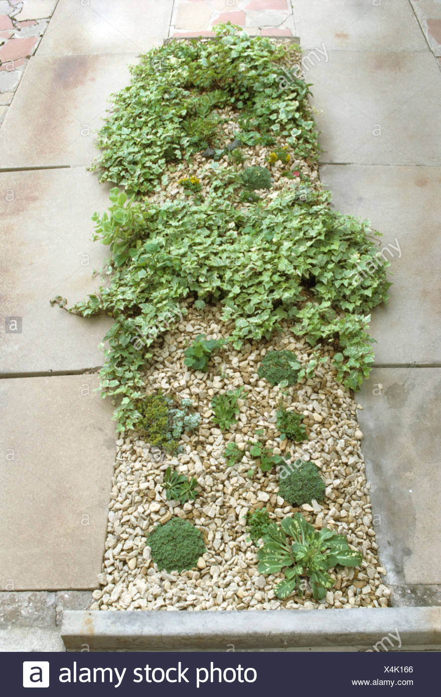 Birds Eye View Of Trailing Ivy And Small Alpine In A Gravel Bed Stock Photo Alamy