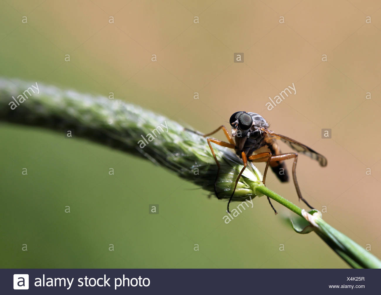 Rhagionidae High Resolution Stock Photography and Images - Alamy