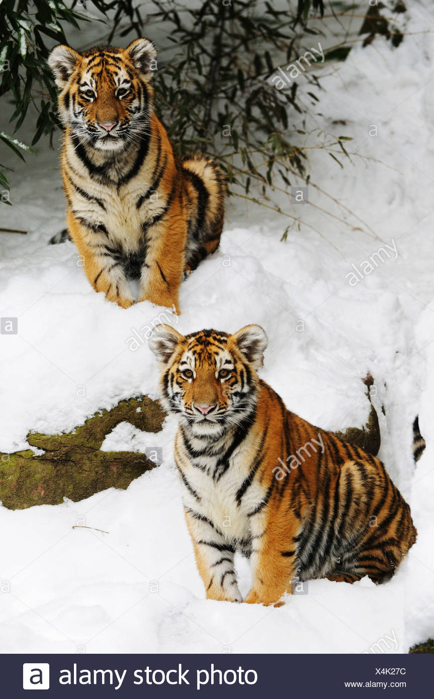 Siberian Tiger Cub Snow Stock Photos Siberian Tiger Cub Snow Stock 