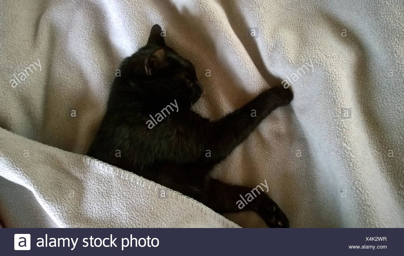 Black Cat Sleeping Bed Bed Stock Photos & Black Cat Sleeping Bed Bed