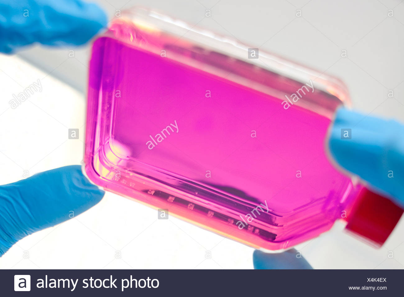 Biological Sciences High Resolution Stock Photography And Images Alamy