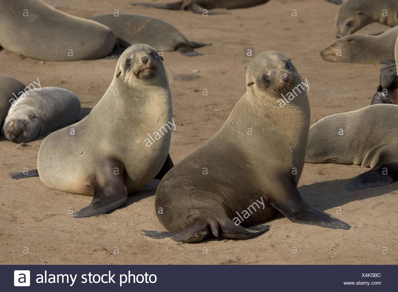 African Seals High Resolution Stock Photography and Images Alamy