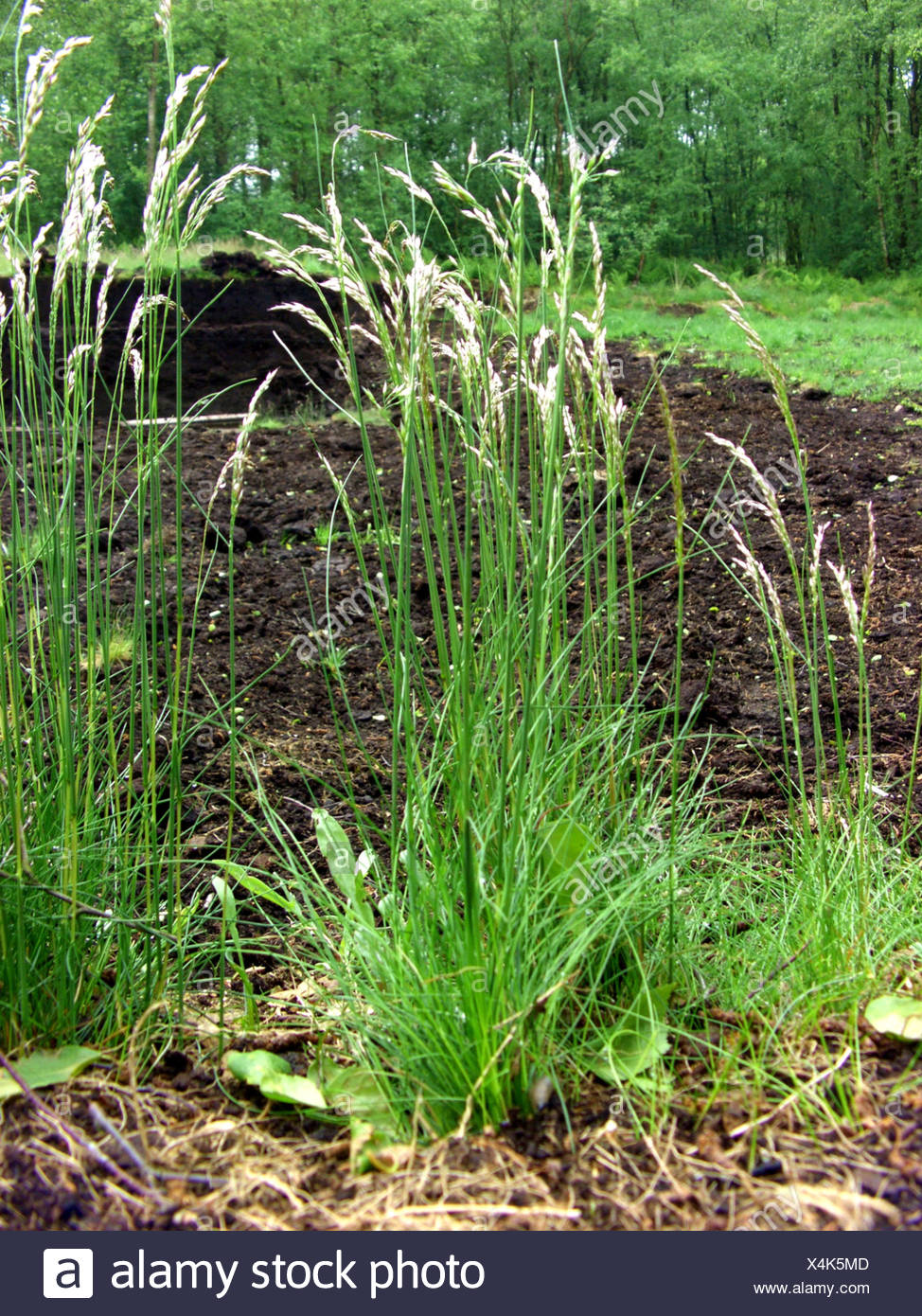 Wavy Hair Grass Crinkled Hairgrass Deschampsia Flexuosa