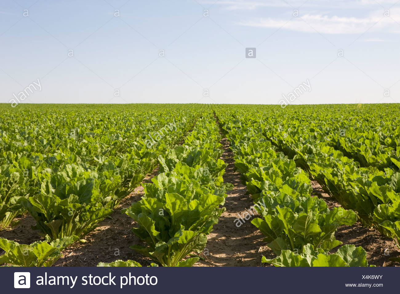 Sugar Beets High Resolution Stock Photography and Images Alamy