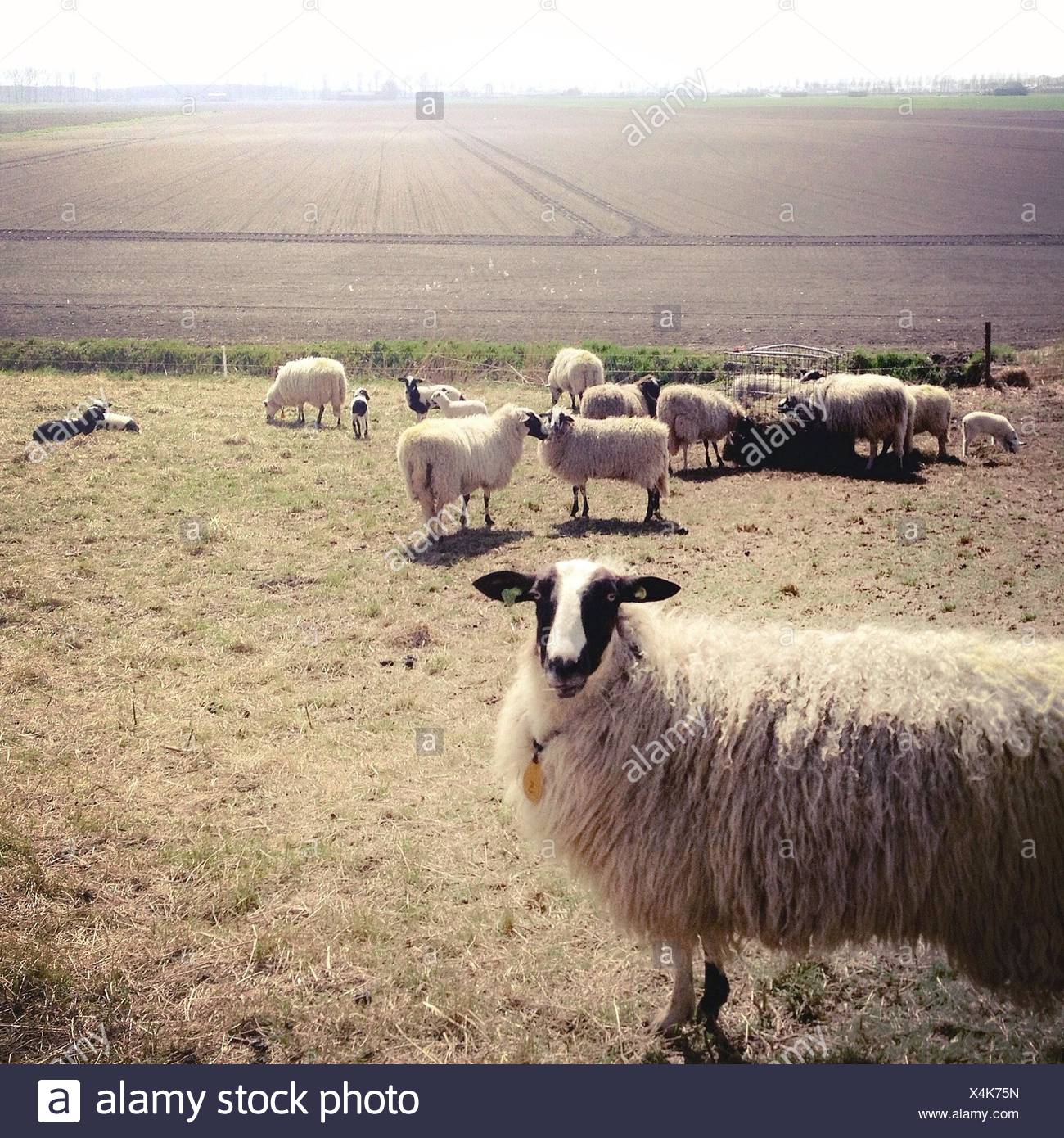 Flock Of Sheep Or Goats High Resolution Stock Photography and Images ...