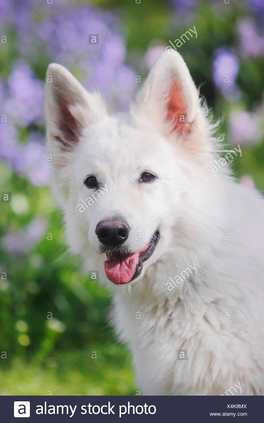 Weisser Schweizer Schaeferhund Weisser Schaeferhund Berger Blanc Suisse Canis Lupus F Familiaris Huendin 6 Jahre Deutsch Stock Photo Alamy