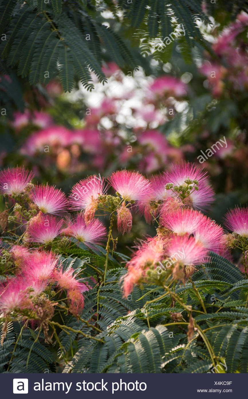 Persian Silk Tree Albizia Julibrissin Foliage And Flowers Stock Photo Alamy Persian Silk Tree Albizia Julibrissin Foliage And Flowers Stock Photo Alamy