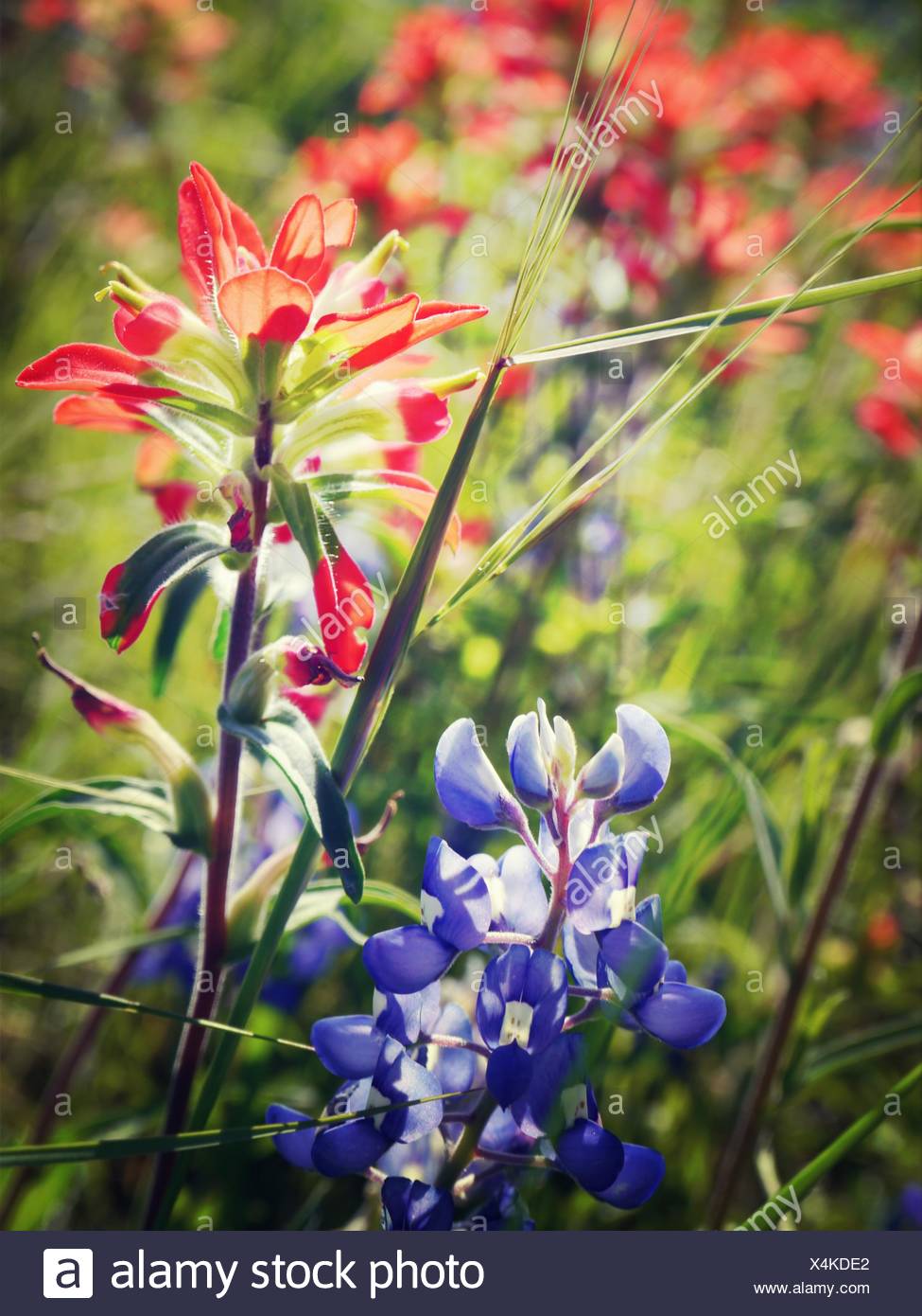 Bluebonnet Lupine High Resolution Stock Photography And Images Alamy