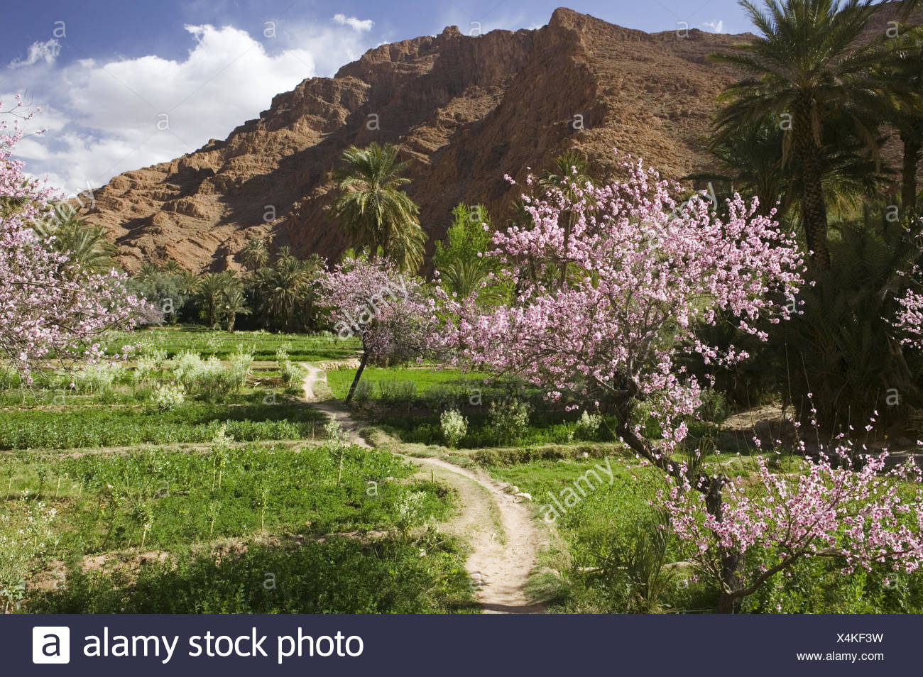 Marokko, Todra-Schlucht, Landschaft, Frühling, Afrika, Nordafrika ...