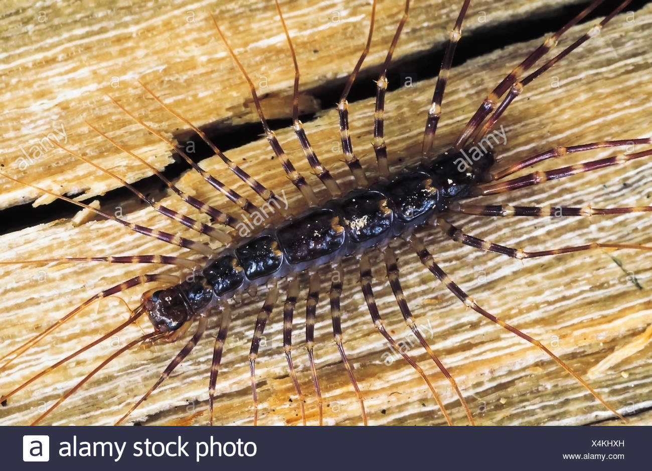 Long Legged Insect High Resolution Stock Photography and Images - Alamy