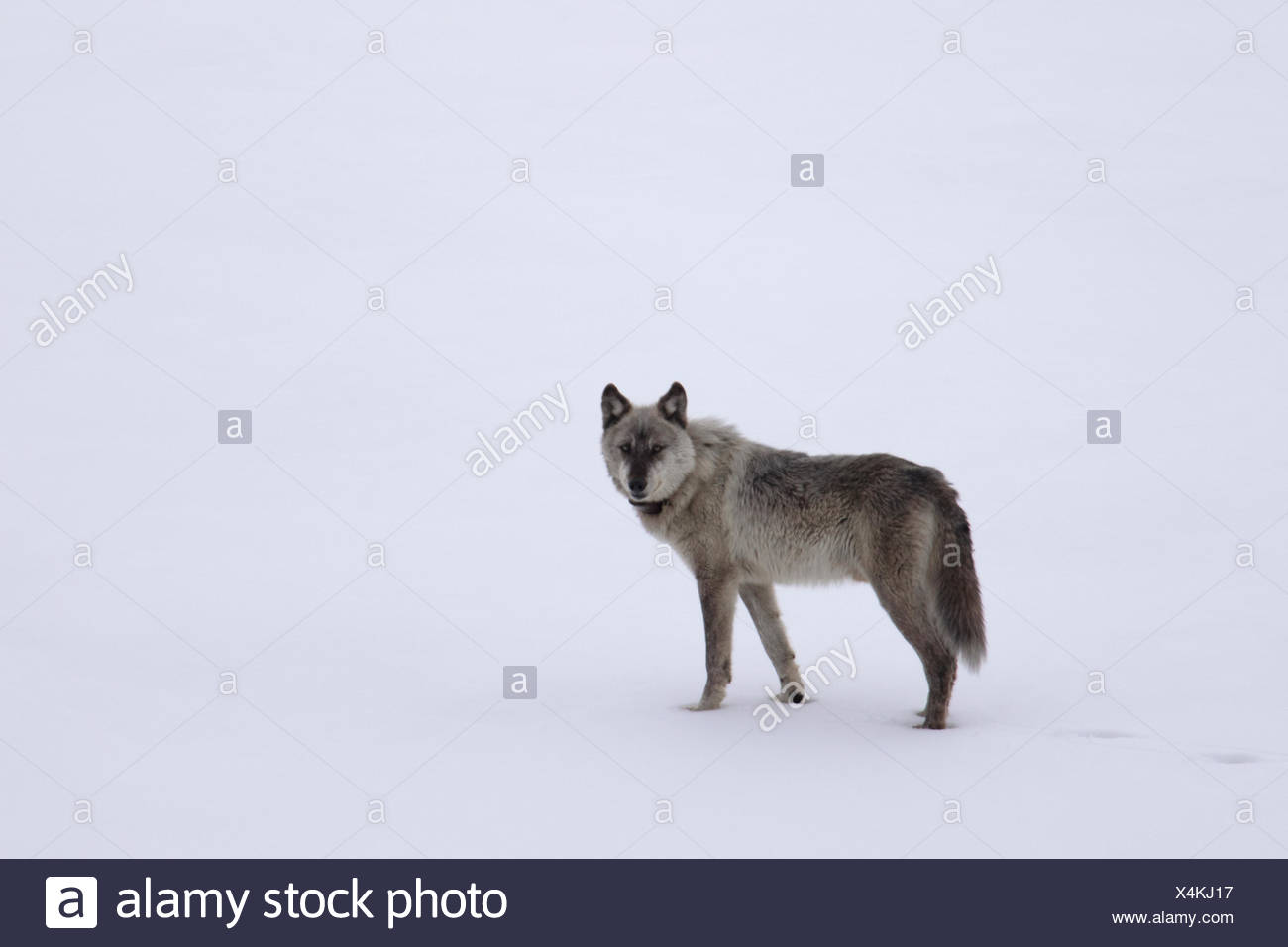 Tracking Collars Stock Photos Tracking Collars Stock
