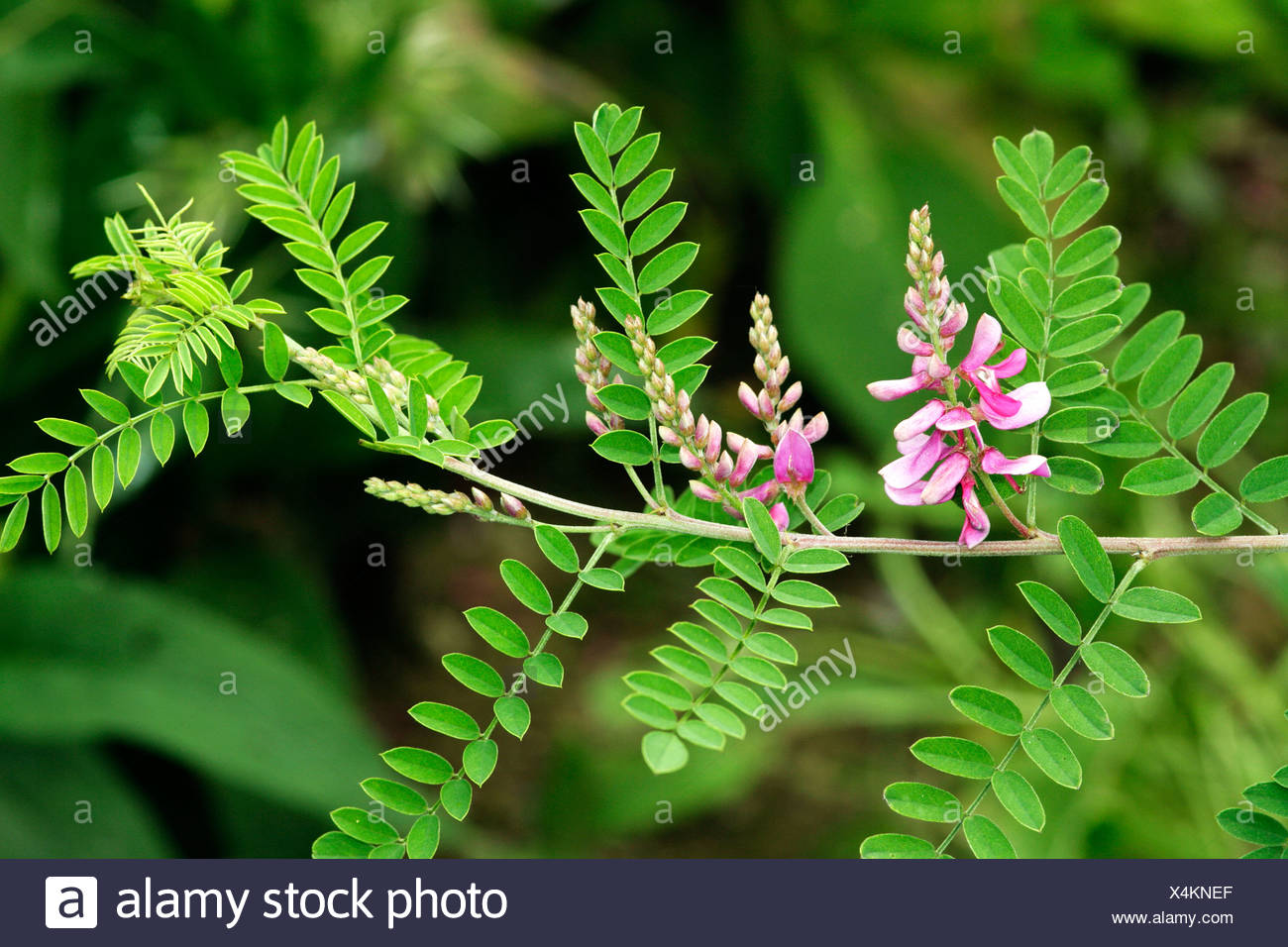 Anil, indigo plant, Indigofera tinctoria Stock Photo