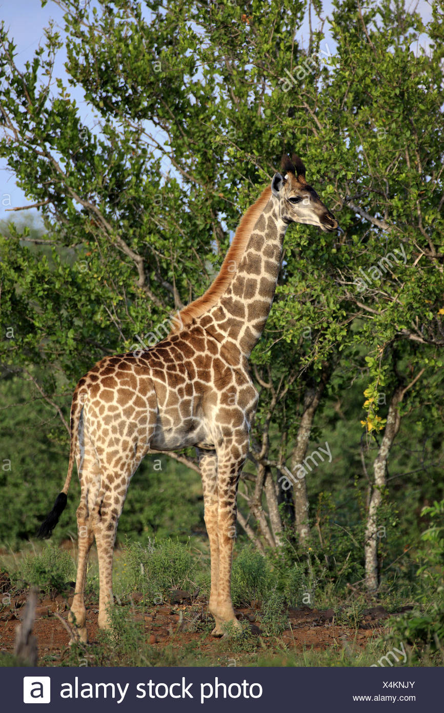 Giraffe Herbivore