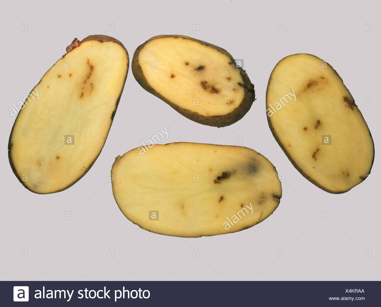 Internal Fleck High Resolution Stock Photography and Images - Alamy