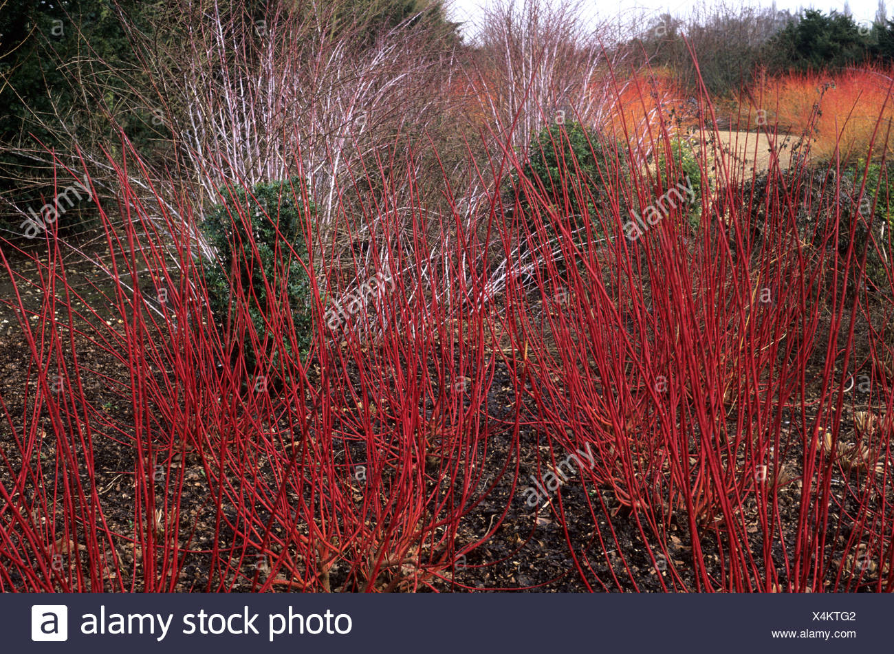 Cornus Alba Sibirica Stock Photos Cornus Alba Sibirica Stock