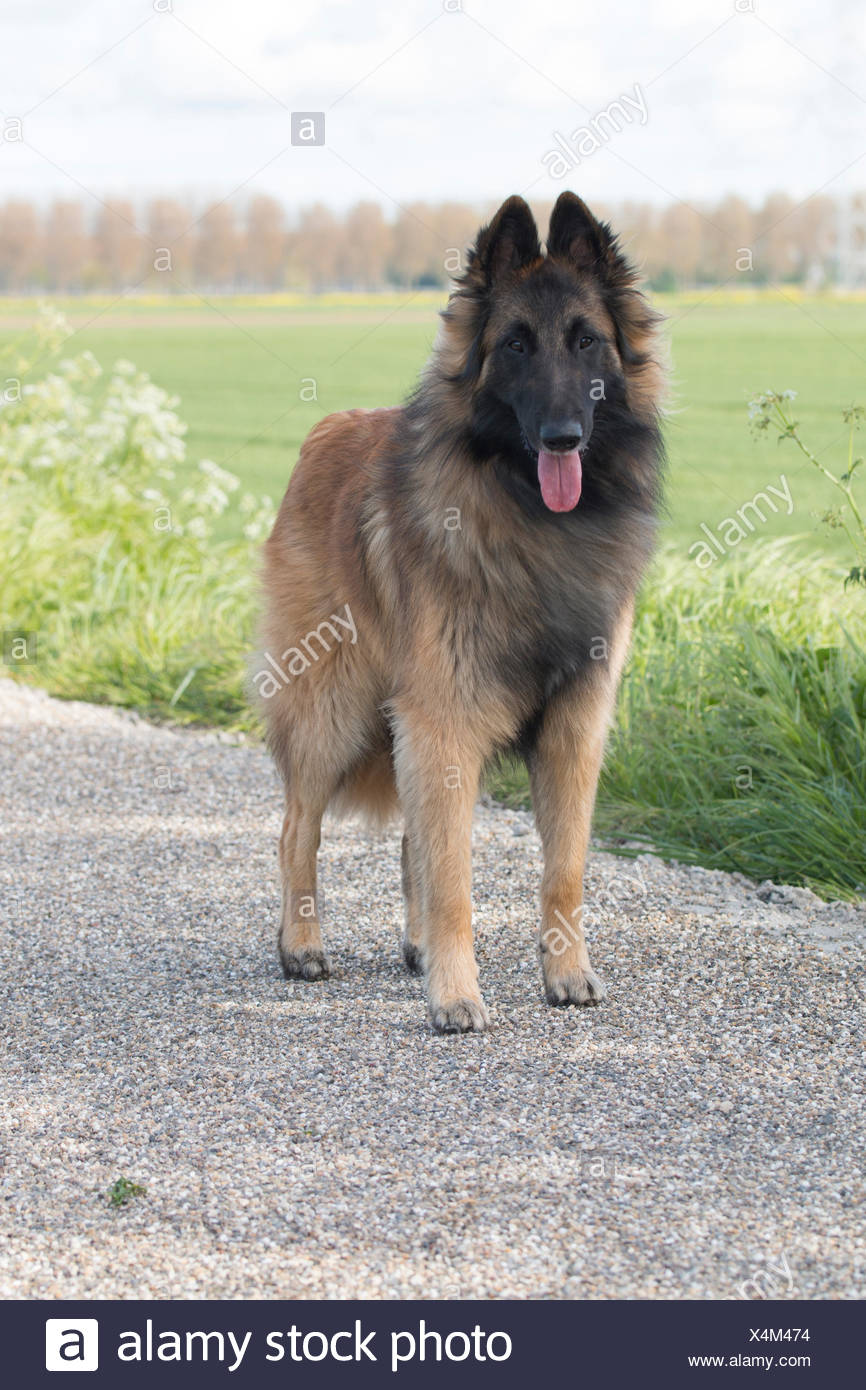 belgian shepherd dog tervueren
