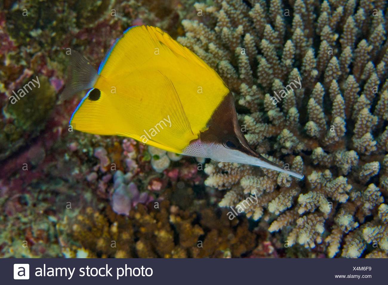Sea Fish Long Nose Stock Photos & Sea Fish Long Nose Stock Images - Alamy