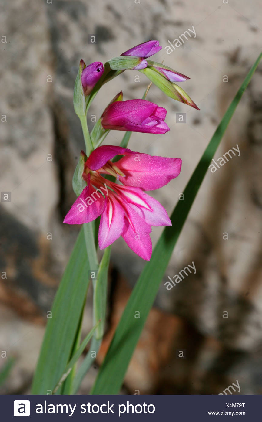 Sword Lily Stock Photos & Sword Lily Stock Images Alamy