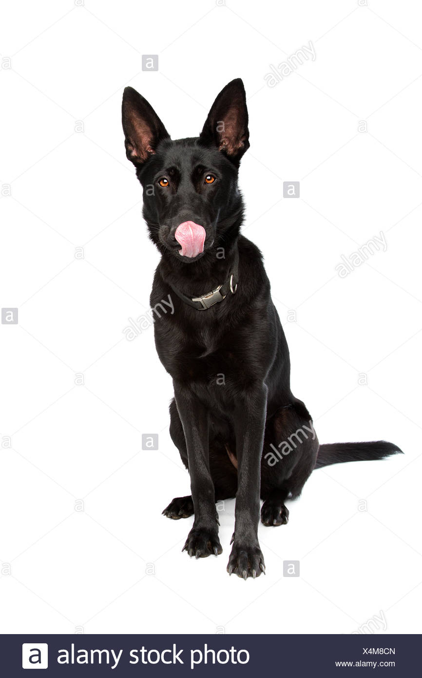 Black Short Haired Shepherd Stock Photo 278270181 Alamy