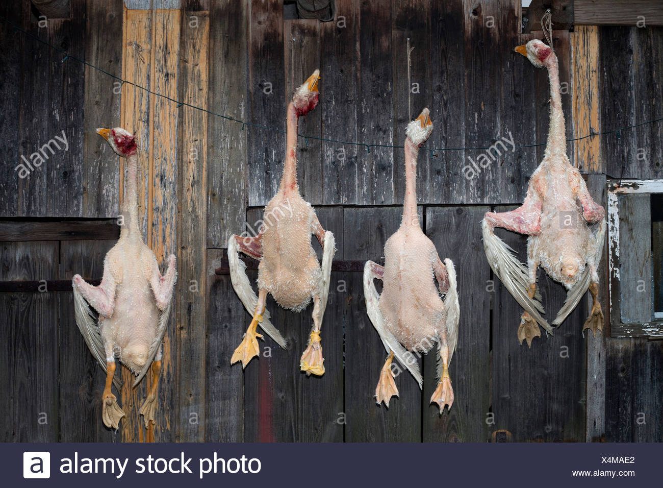 Dead Geese Stock Photos & Dead Geese Stock Images Alamy
