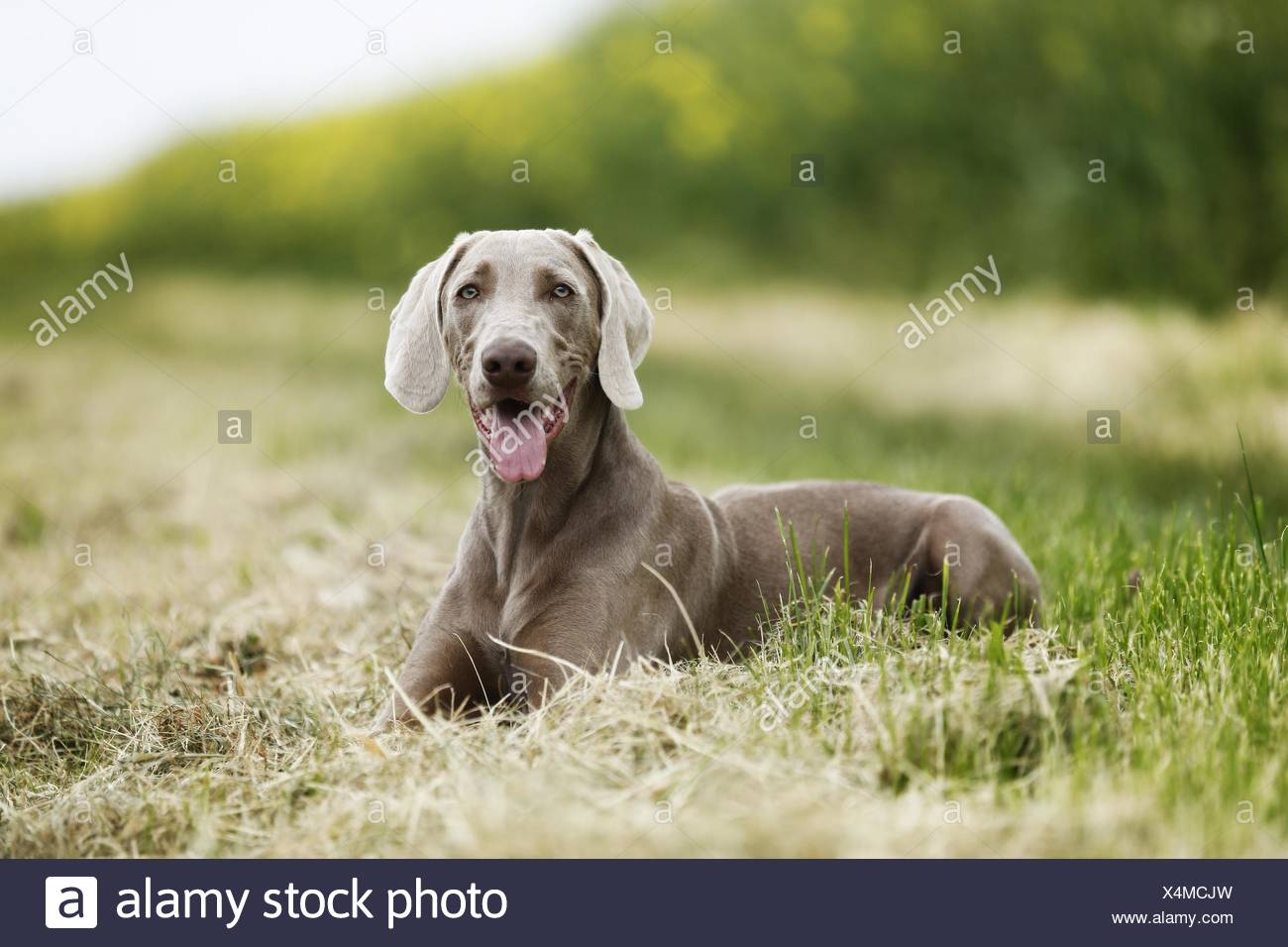Lying Shorthaired Weimaraner Stock Photo 278273489 Alamy
