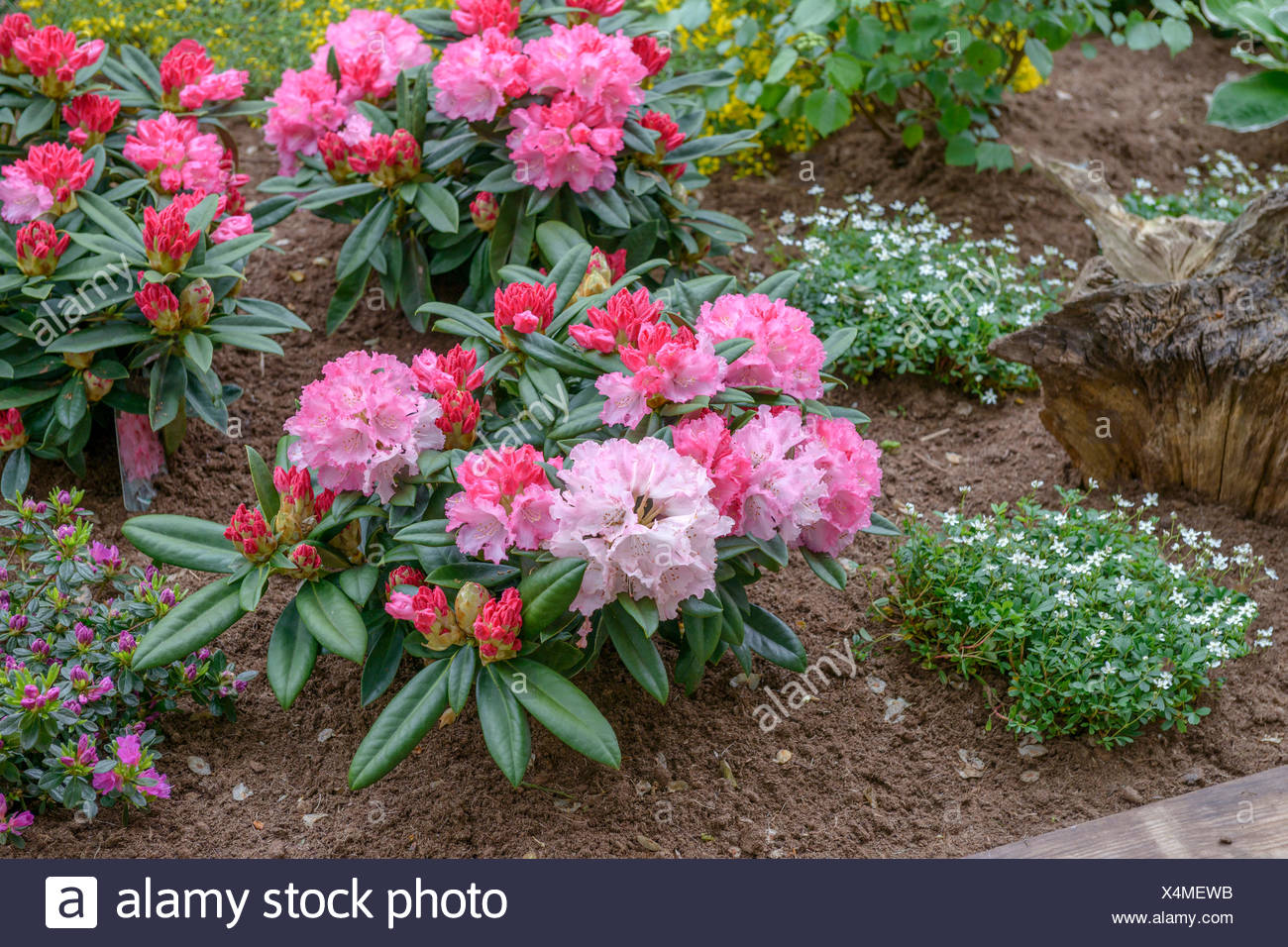 Am besten suchen Rhododendron Yakushimanum Arabella