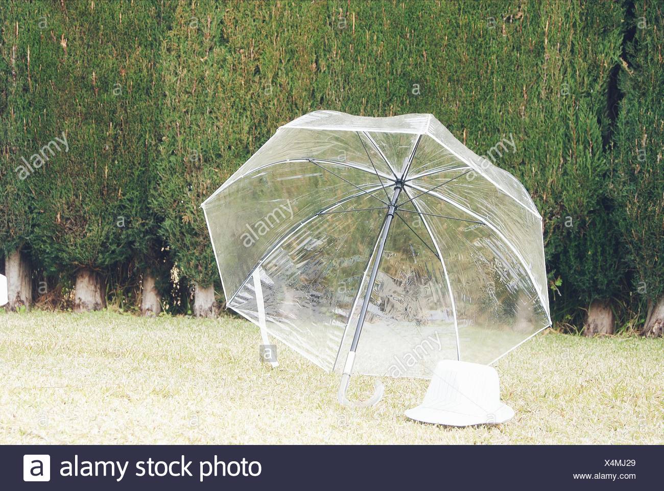transparent umbrella hat